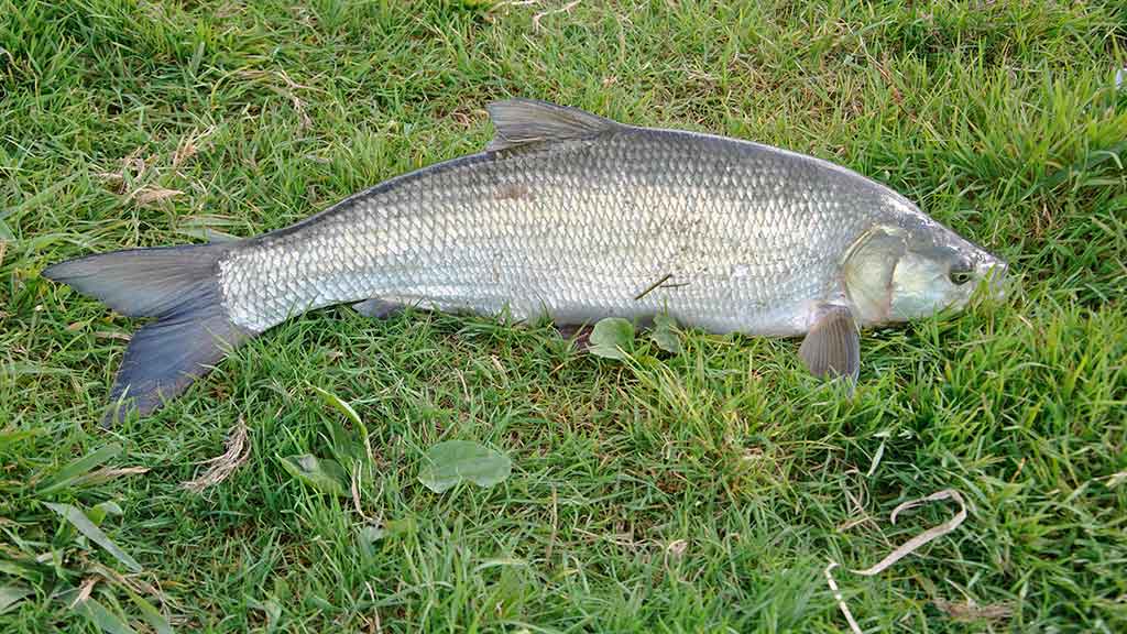 Kaip pagauti šapalą?