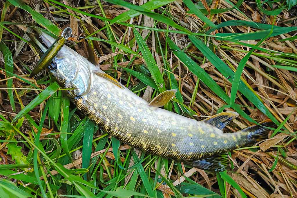 Sprunkančios žuvelės iliuzija Sprunkančios žuvelės iliuzija