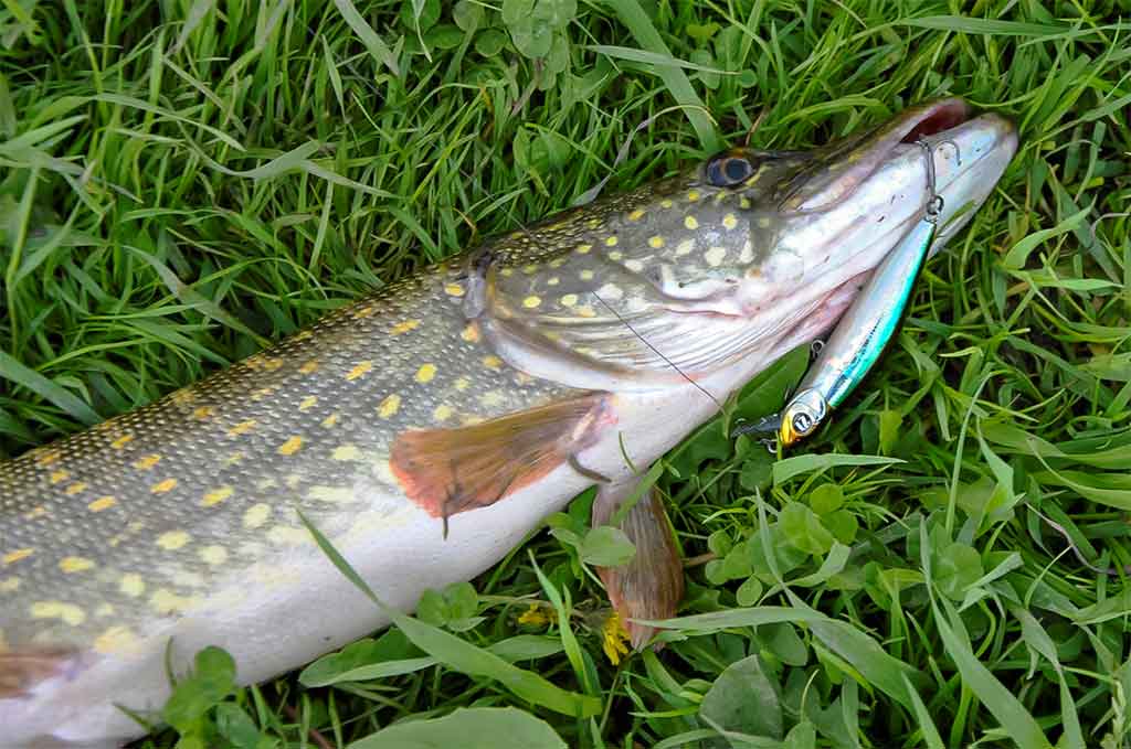 Sprunkančios žuvelės iliuzija Sprunkančios žuvelės iliuzija