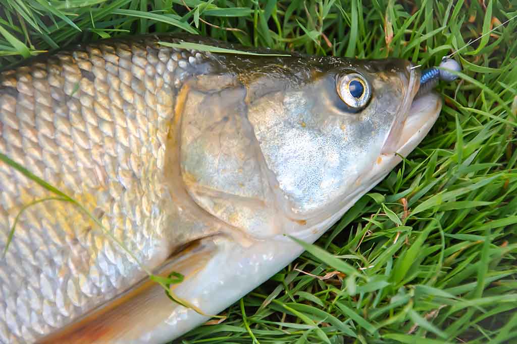 Maži masalai didelei žuviai. Pirma dalis