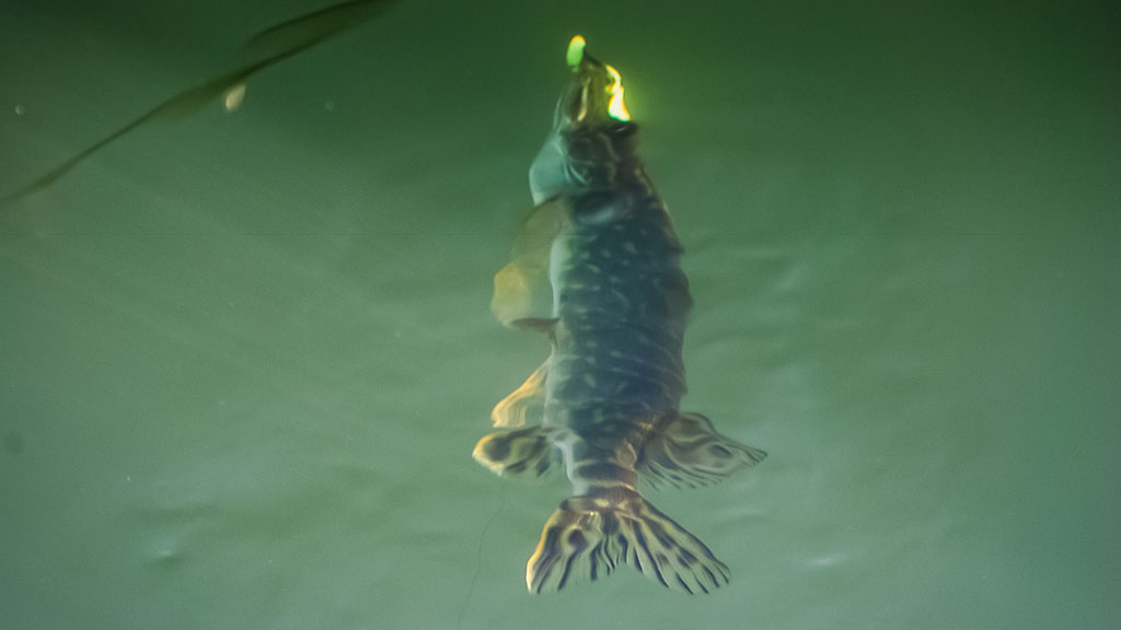 Silikoninis tvičingas Silikoninis tvičingas