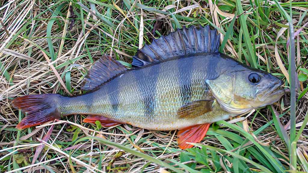 Sugrįžimas, kur giedra, šilta ir žalia