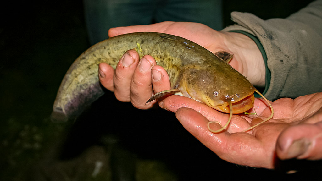 Plėšrūnai naktį nemiega. Antra dalis Plėšrūnai naktį nemiega. Antra dalis