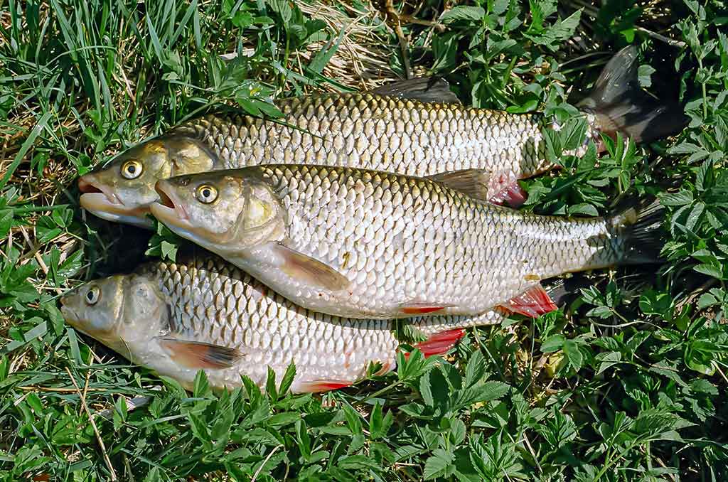 Ar sunku išmokti spiningauti? Antra dalis Ar sunku išmokti spiningauti? Antra dalis