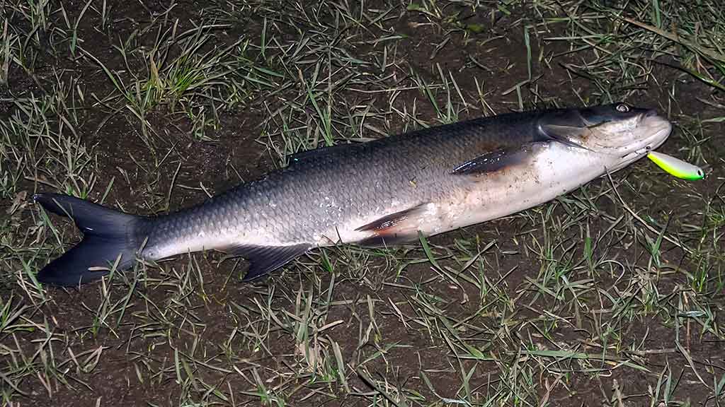 Naktinis spiningavimas vasarą ir kitais metų laikais
