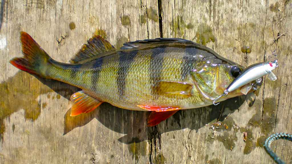 Švyst! Ir nuskrido... Trečia dalis Švyst! Ir nuskrido... Trečia dalis