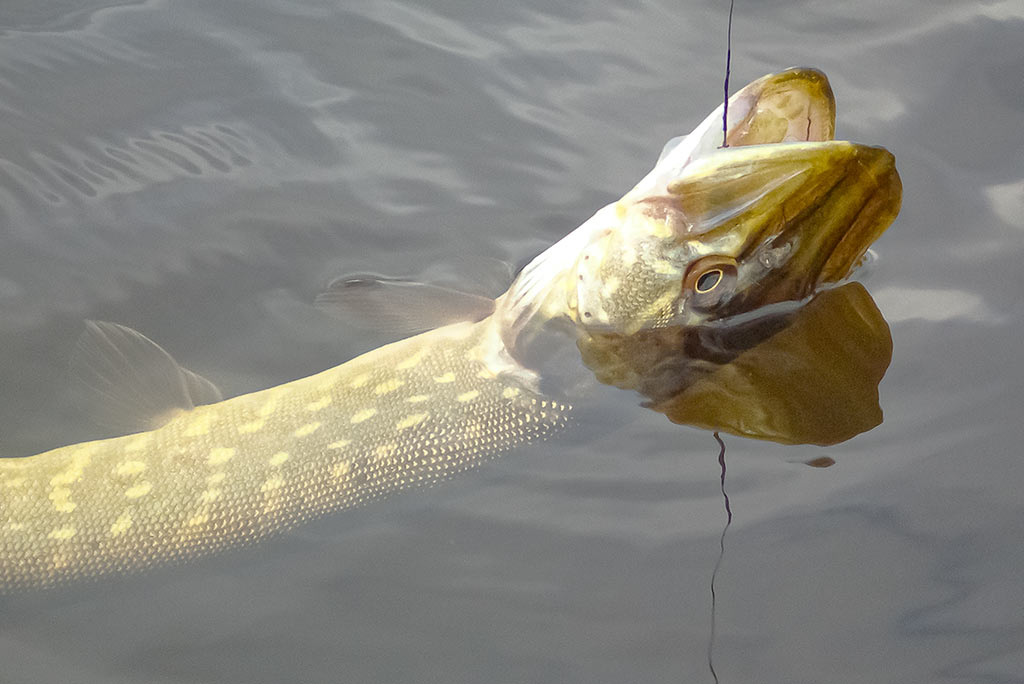 Mepps – tai žvejybinė klasika 2 Mepps – tai žvejybinė klasika 2