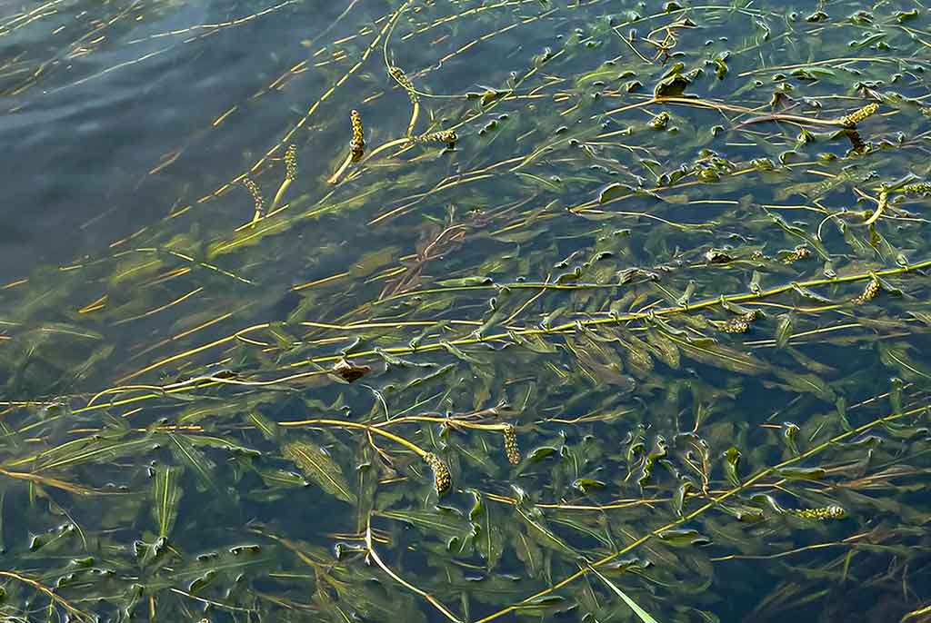 Vandens džiunglių labirintuose. Negiminingi, bet labai panašūs Vandens džiunglių labirintuose. Negiminingi, bet labai panašūs