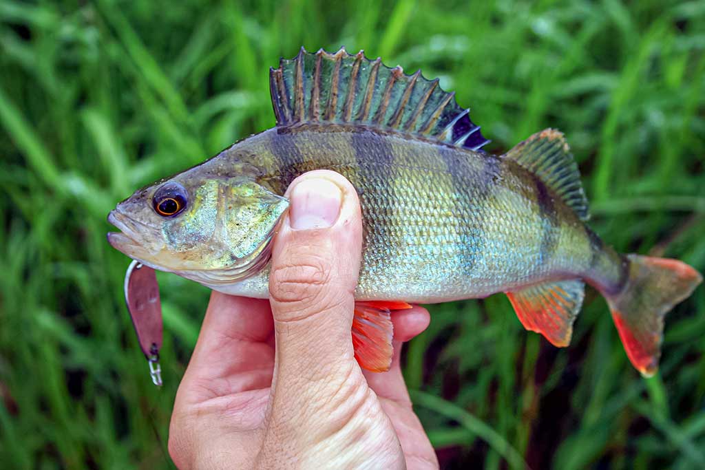 Klasika tapęs metalo gabalėlis. Pirma dalis Klasika tapęs metalo gabalėlis. Pirma dalis