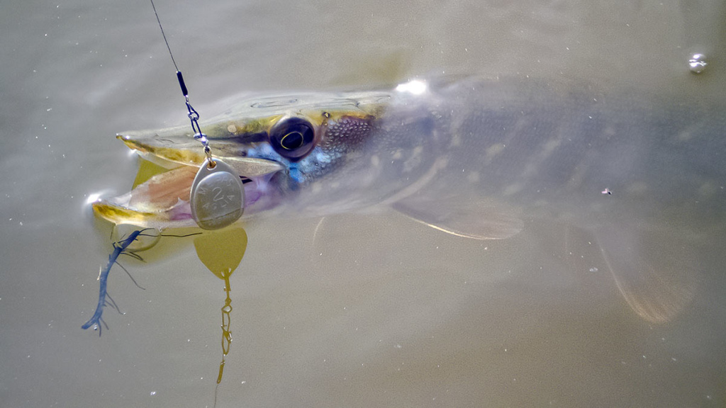 Mepps – tai žvejybinė klasika 2 Mepps – tai žvejybinė klasika 2