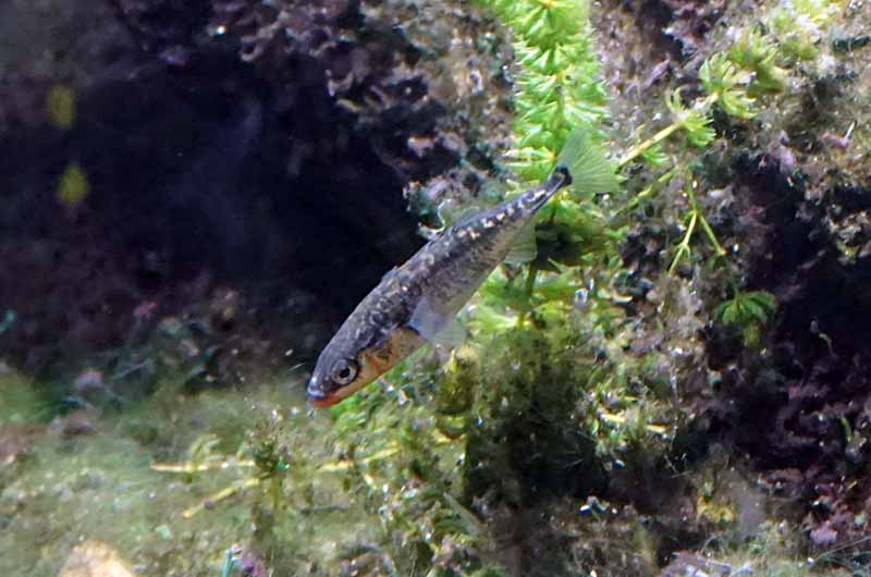 Dyglė, kurios patinėlis ne tik susuka savotišką lizdelį, bet ir saugo ikrus bei ką tik išsiritusius jauniklius