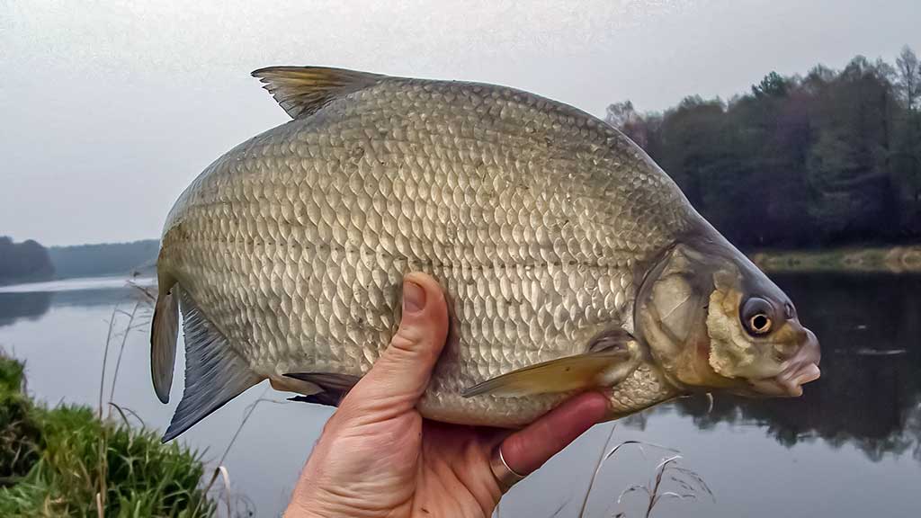 Nemunas, plūdinė ir senos dambos. Kitaip nei vasarą