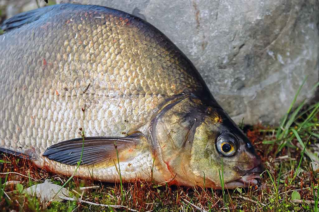 Straipsnis: Švento Petro gimtinėje. Antra dalis