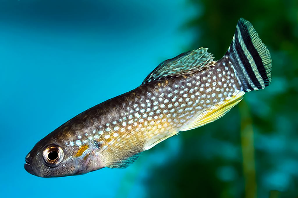 O čia tai bent (39)