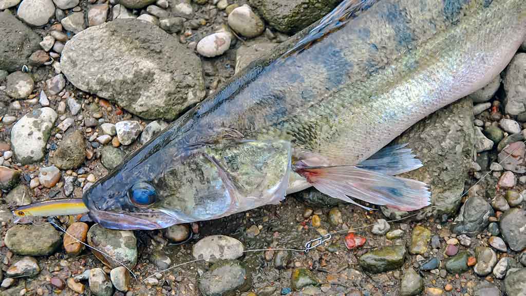 Sterkai ir vobleriai Sterkai ir vobleriai