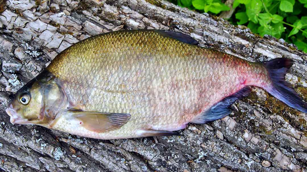 Avižadrėbis ir senas karšių gaudymas spiningu