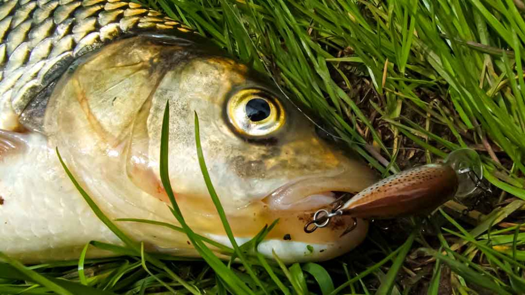 Kai šapalautojai žegnojasi. Įranga Kai šapalautojai žegnojasi. Įranga