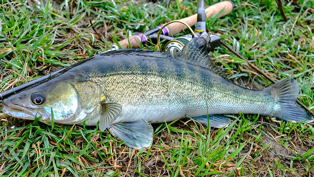 Sėkmingi žingsniai gaudant sterką