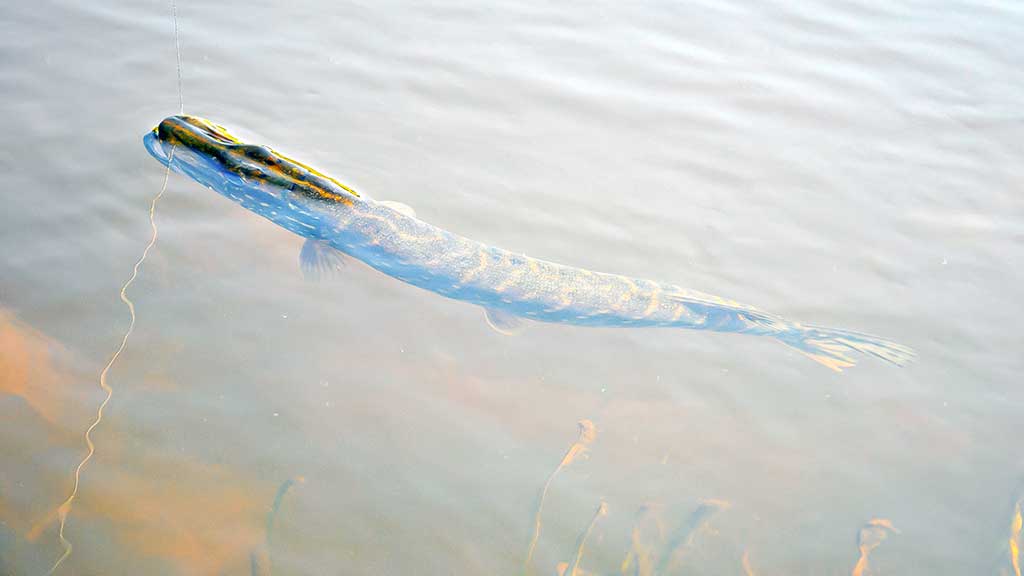 Guminukas pavasariui Guminukas pavasariui