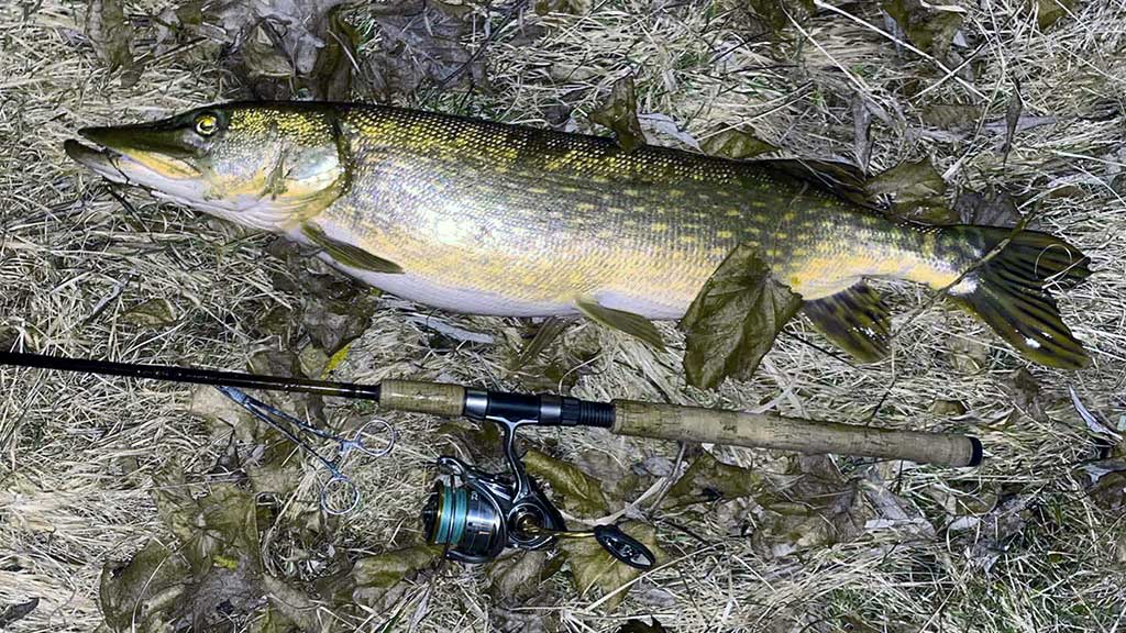 Mitai apie žiemos lydekas ir tiesa apie spiningus Mitai apie žiemos lydekas ir tiesa apie spiningus