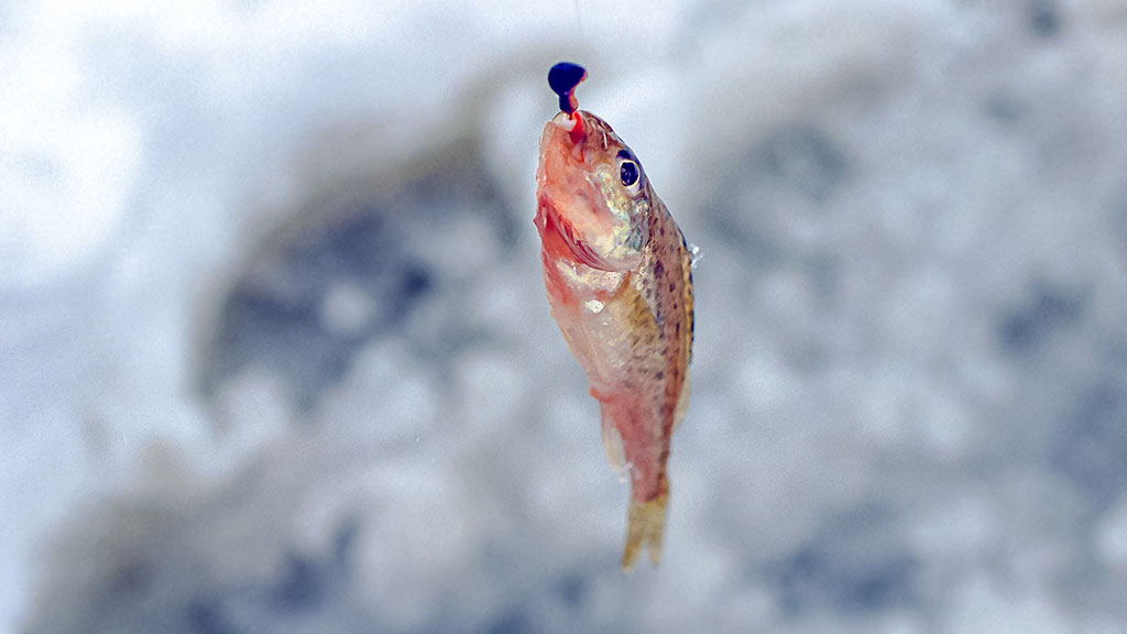 Kaip pagauti ešerį?