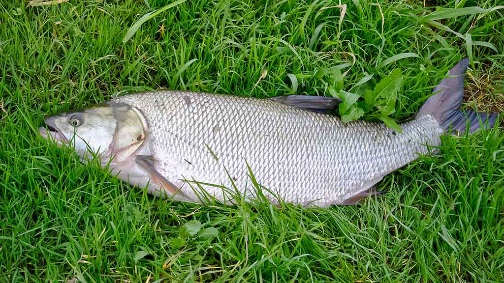 Salatis iš upės vidurio. Pirma dalis