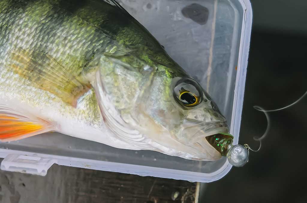 Jaukinimas spiningaujant. Pirma dalis Jaukinimas spiningaujant. Pirma dalis