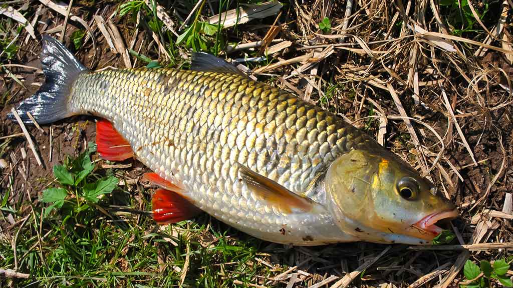 Apie atviras akis, šutintus žirnius, spiningavimą ir būsimą tvaną Apie atviras akis, šutintus žirnius, spiningavimą ir būsimą tvaną