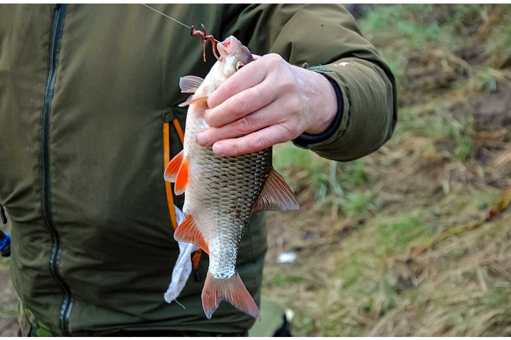 Velykinės kuojos arba pagiriamasis žodis Boland jaukui Velykinės kuojos arba pagiriamasis žodis Boland jaukui