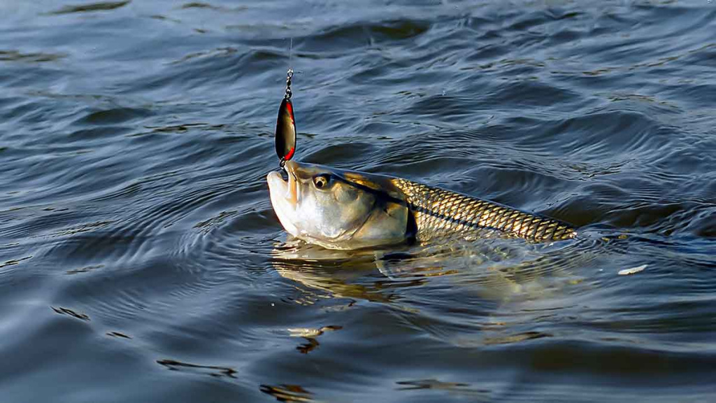 Apie atviras akis, šutintus žirnius, spiningavimą ir būsimą tvaną Apie atviras akis, šutintus žirnius, spiningavimą ir būsimą tvaną