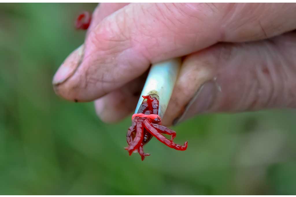 Kaip ant kabliuko užmauti uodo trūklio lervas Kaip ant kabliuko užmauti uodo trūklio lervas