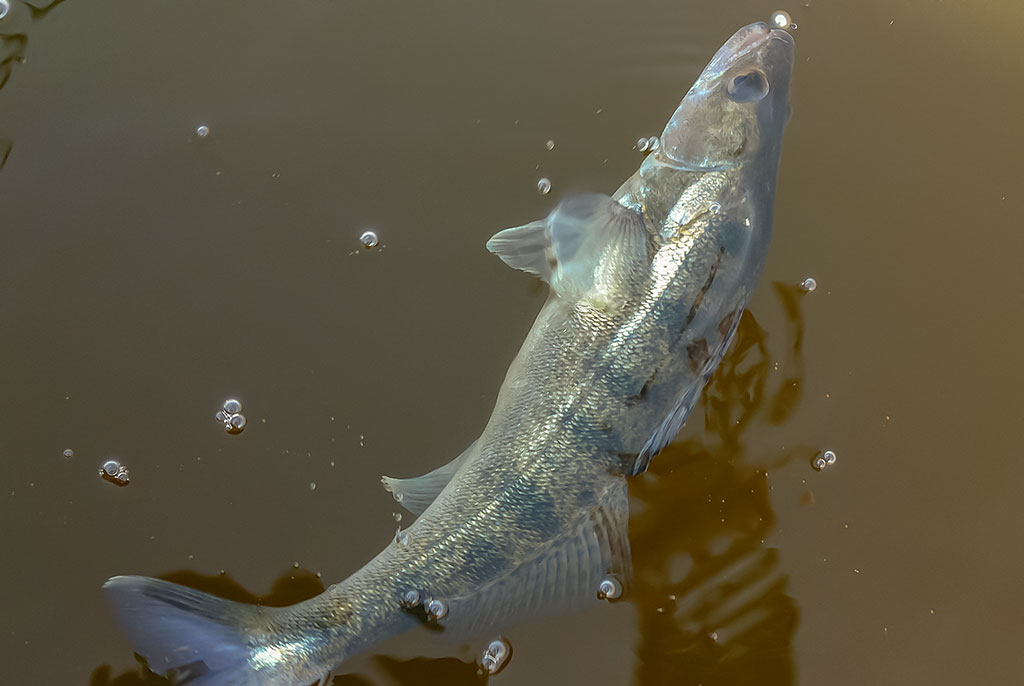 Kuomet sterkai pakyla. Trečia dalis