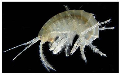 Ežerinė šoniplauka (Gammarus lacustris) Ežerinė šoniplauka (Gammarus lacustris)