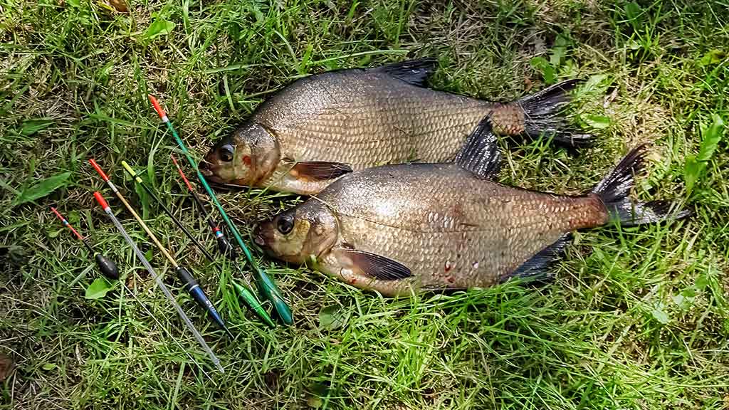 Vidurvasario karšiai. Kur ieškoti, kokią įrangą pasirinkti Vidurvasario karšiai. Kur ieškoti, kokią įrangą pasirinkti