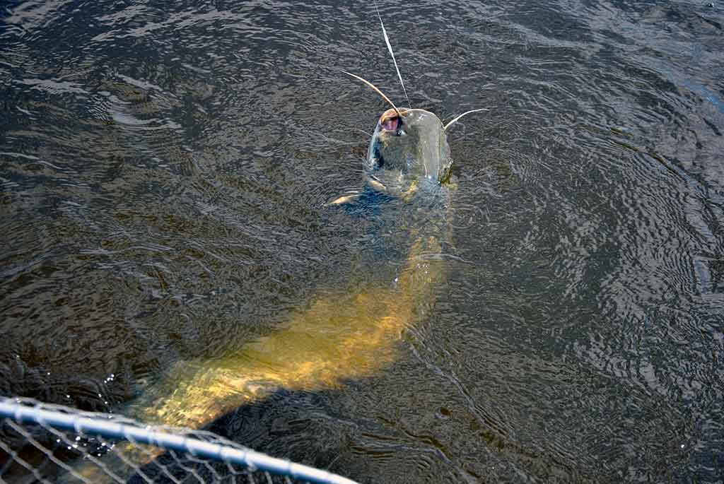 Tas sunkiai pagaunamas šamas. Pirma dalis Tas sunkiai pagaunamas šamas. Pirma dalis