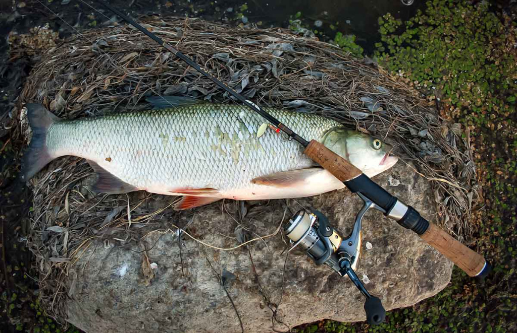 Vandenžolių tankynėje. Antra dalis Vandenžolių tankynėje. Antra dalis