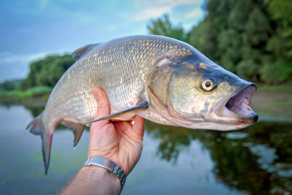 Apie saulę, vėją ir lietų. Antra dalis
