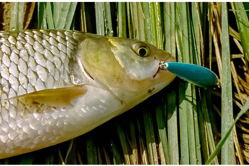 Voblerių dažymas. Ką dar galėčiau pasakyti... Voblerių dažymas. Ką dar galėčiau pasakyti...