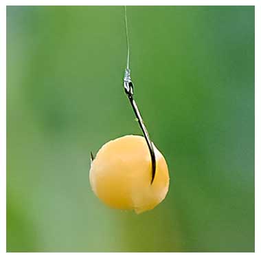 Žirnis ant kabliuko