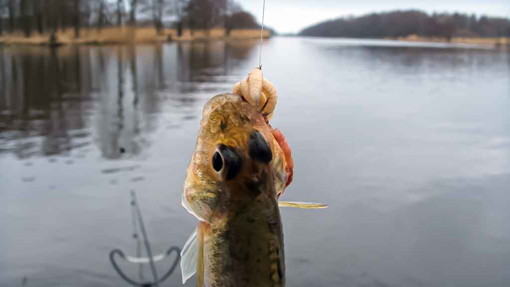 Nemunas, plūdinė ir senos dambos. Kaip jaukinti, kuo žvejoti