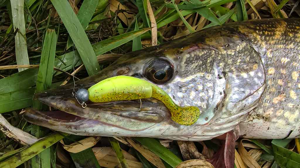 Ieškok žuvų masalų „kapinyne“ Ieškok žuvų masalų „kapinyne“