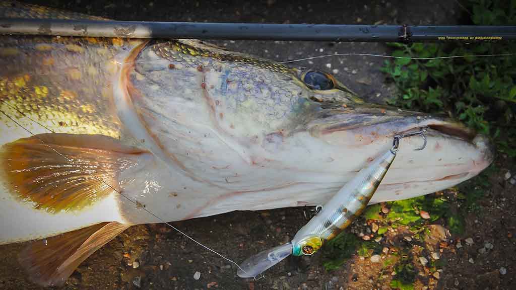 Palydekaukim... Pirma dalis Palydekaukim... Pirma dalis