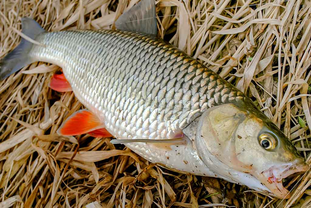Jaukinimas spiningaujant. Antra dalis Jaukinimas spiningaujant. Antra dalis