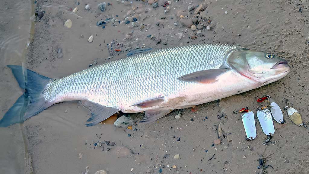 Ne tik salatiniai delikatesai. Pirma dalis Ne tik salatiniai delikatesai. Pirma dalis