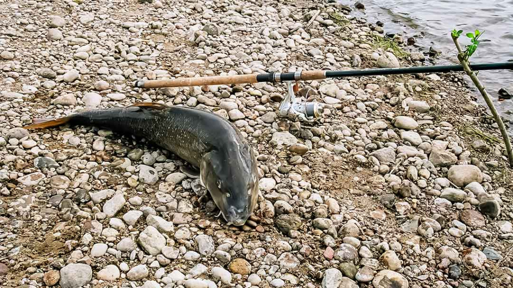 Nuspėjamas ir nenuspėjamas ūsorius Nuspėjamas ir nenuspėjamas ūsorius