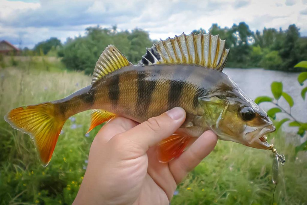 Nepailstanti žuvų viliotoja. 2 dalis