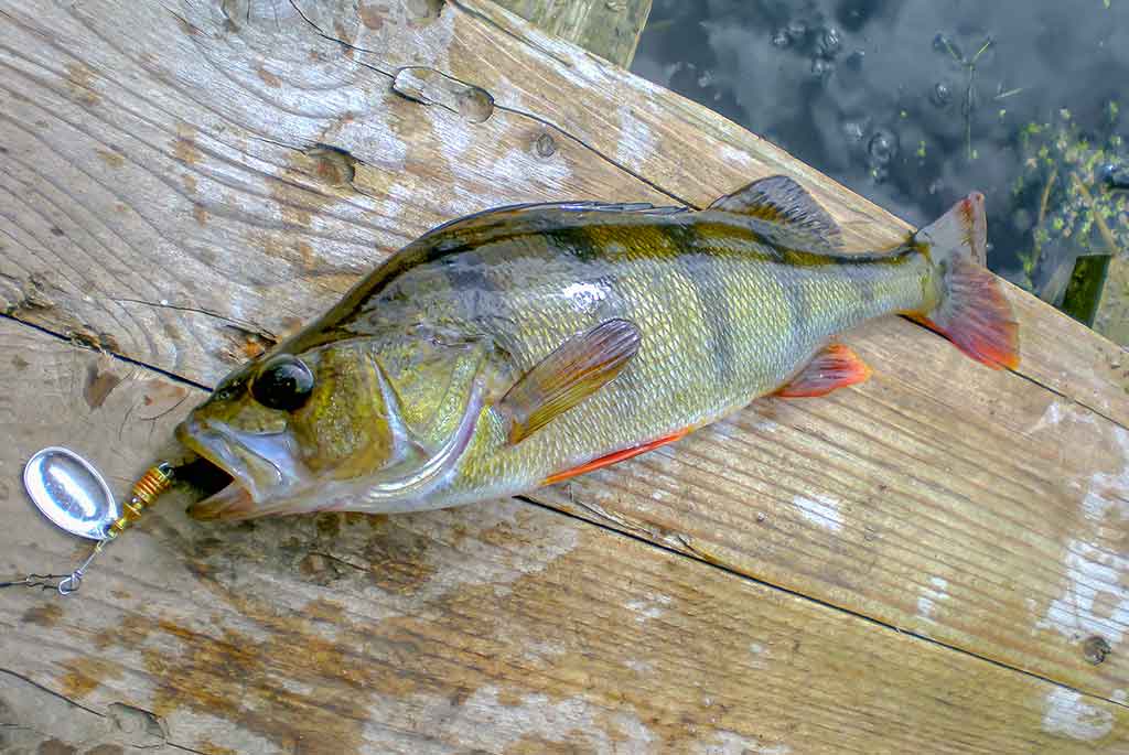 Kaip pagauti ešerį? Kaip pagauti ešerį?