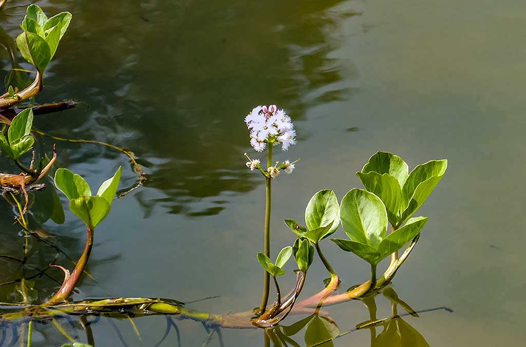 Vandens džiunglių labirintuose. Dar keli prisitaikėliai Vandens džiunglių labirintuose. Dar keli prisitaikėliai