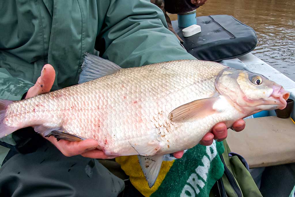Rytmetinis plūdės šokis Rytmetinis plūdės šokis