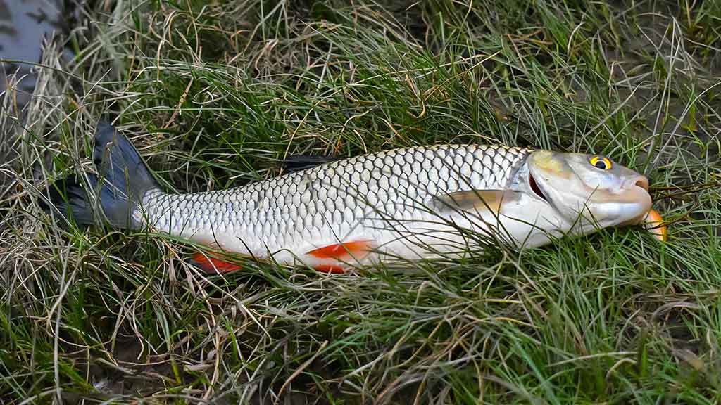 Neįprasta vasara. Antra dalis